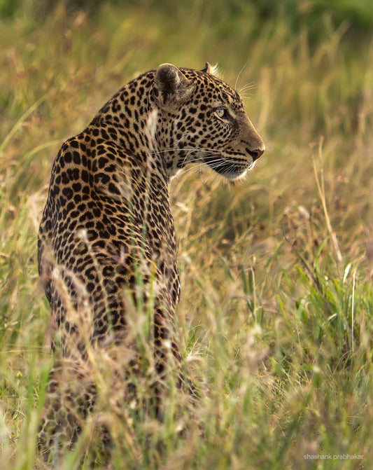 Magical Kenya