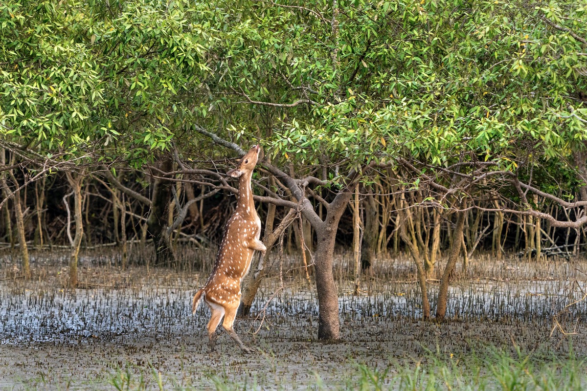 Deer_Spotted_Browsing_Sundarban_A9_5635