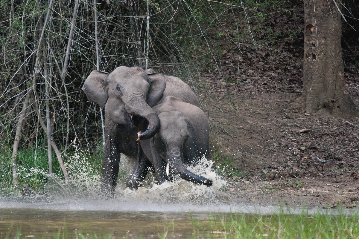 Elephant_Bandipur_Waterhole_splashing